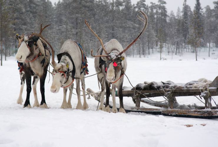 renne in lapponia