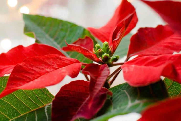 Stella di Natale pianta